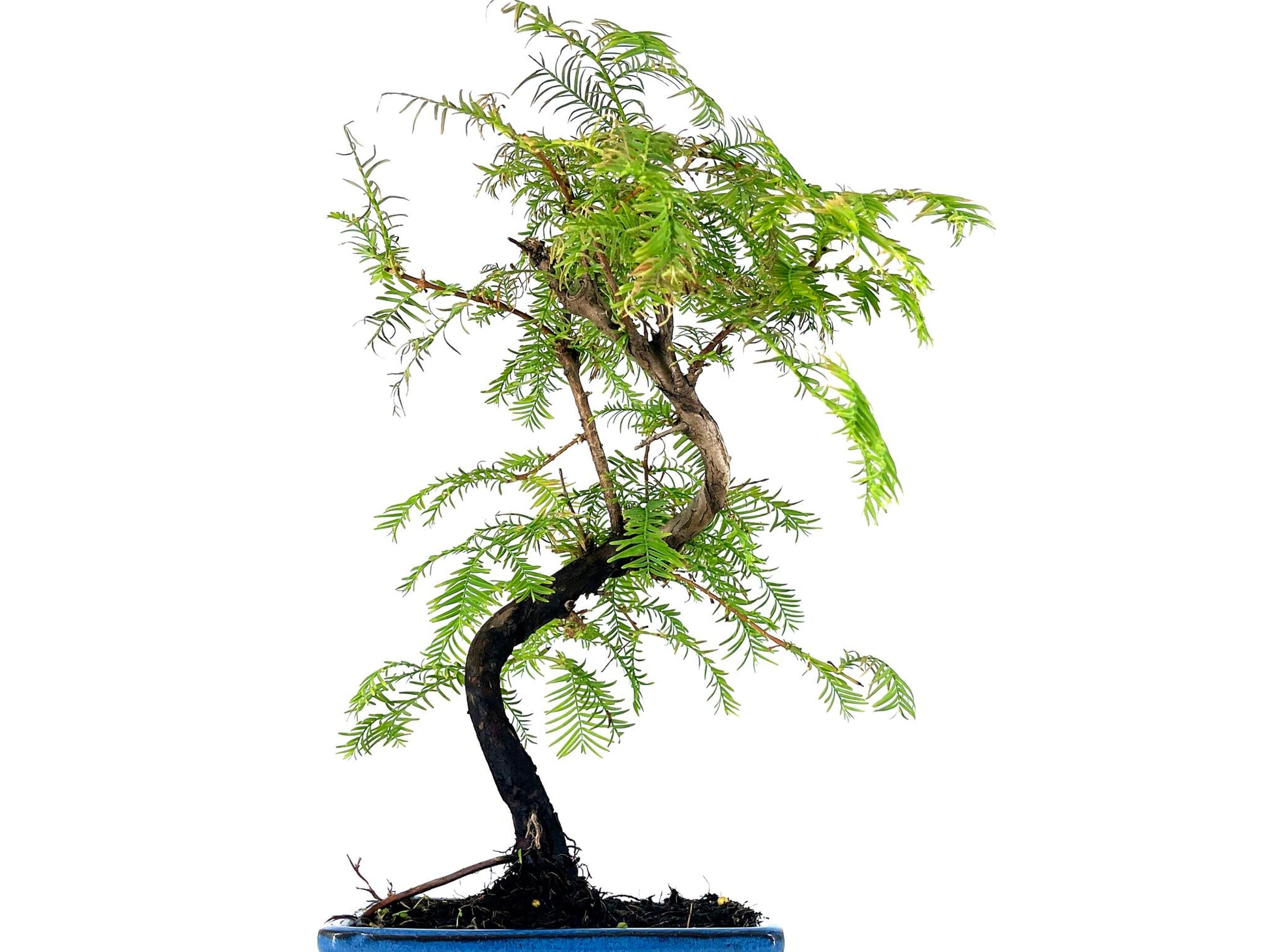 Bonsái Metasequoia 7 Años_2