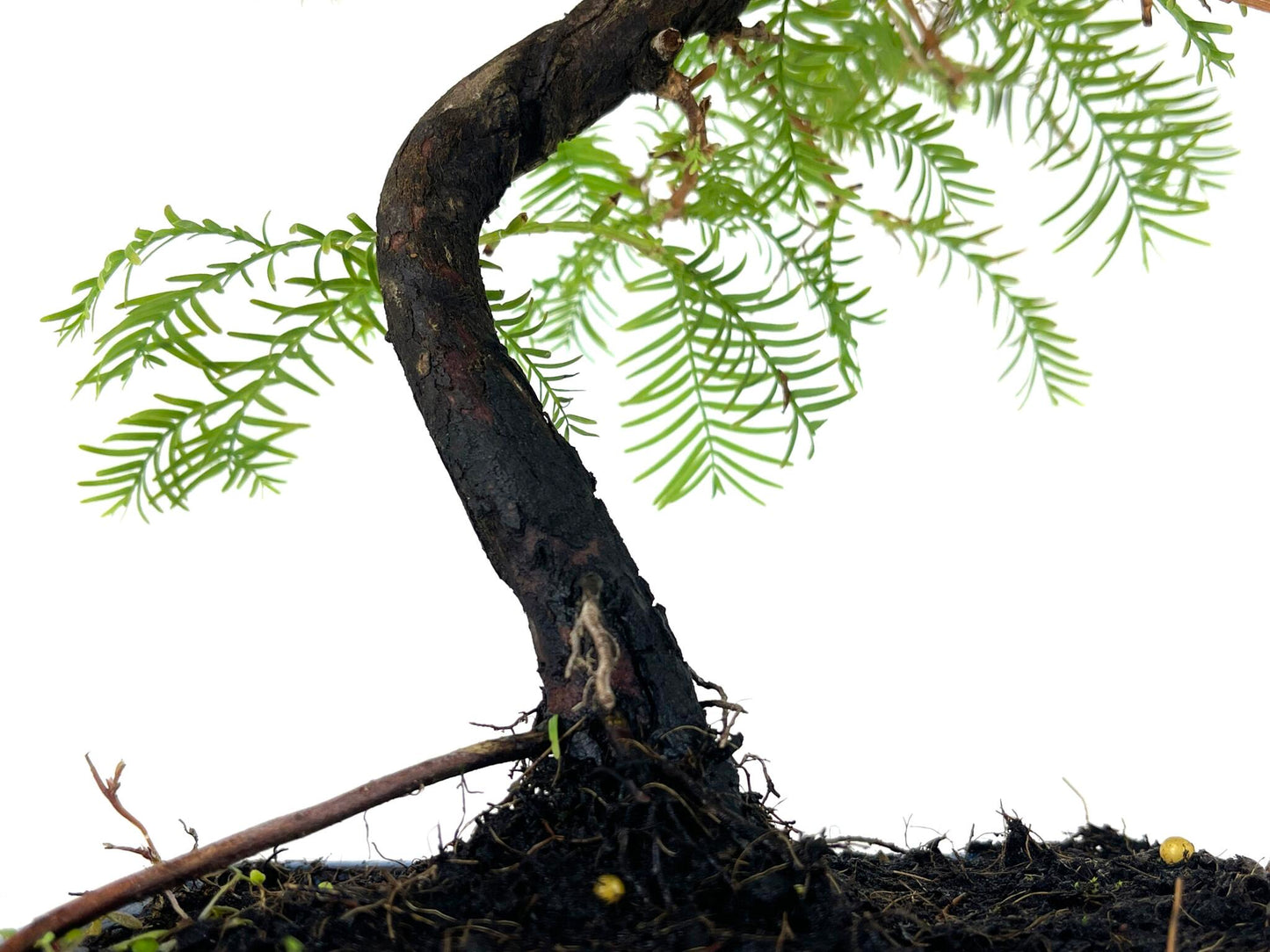 Bonsái Metasequoia 7 Años_3