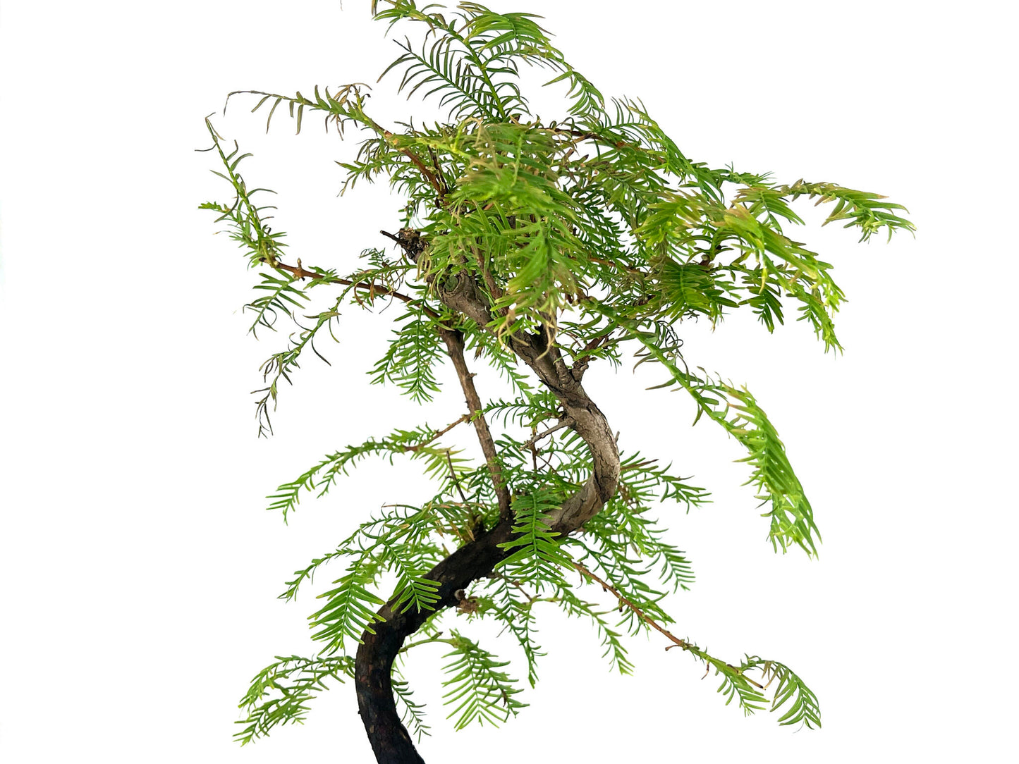 Bonsái Metasequoia 7 Años_4