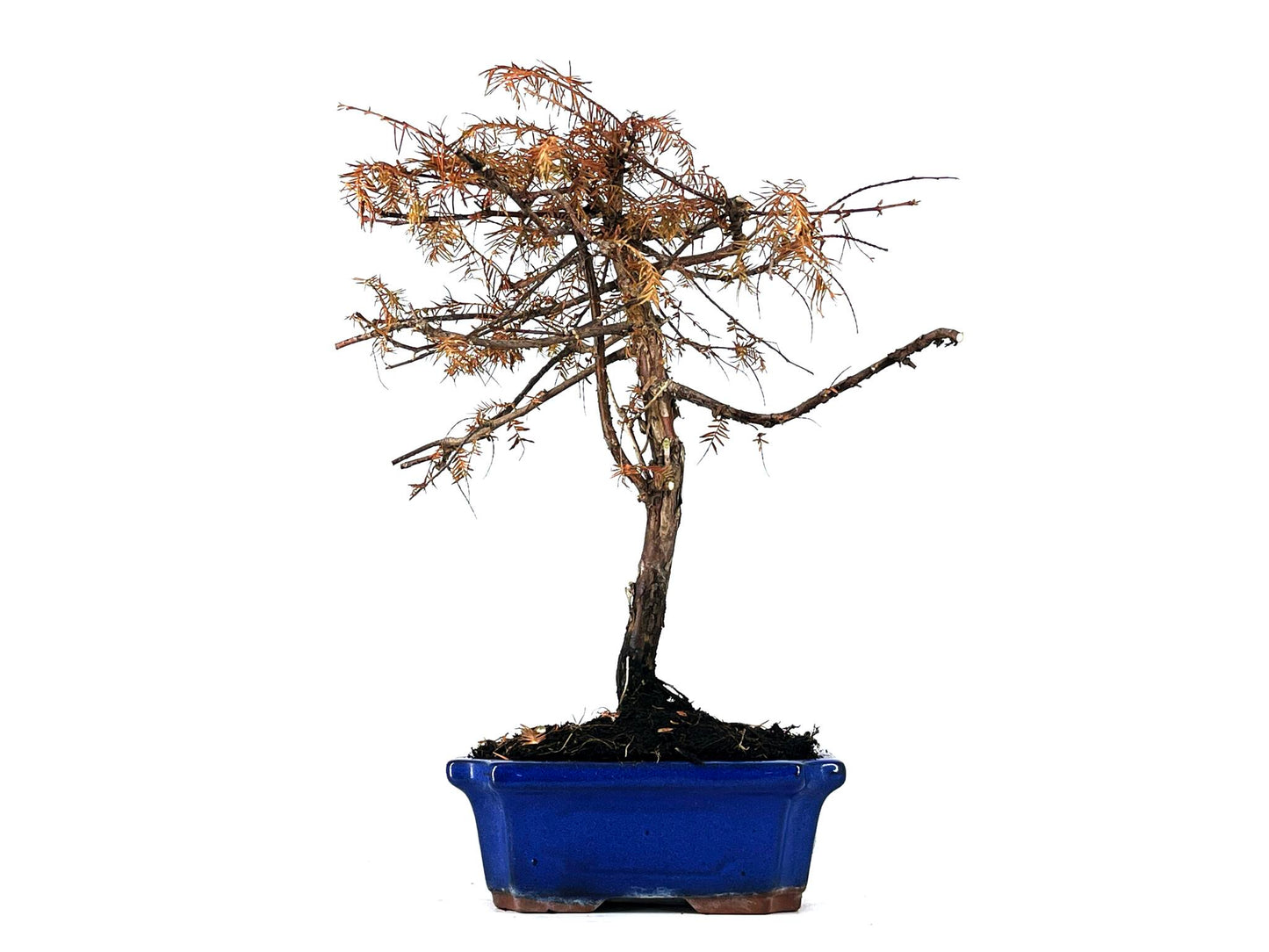 Bonsái Metasequoia 9 Años_1