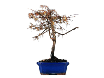 Bonsái Metasequoia 9 Años_1