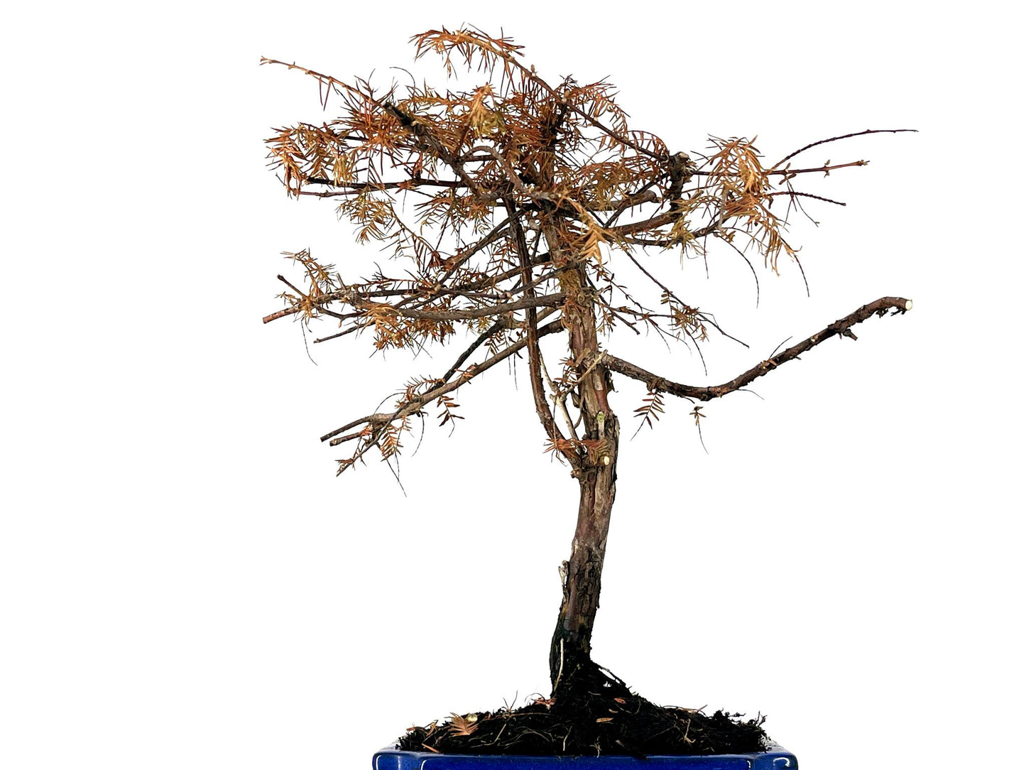 Bonsái Metasequoia 9 Años_2