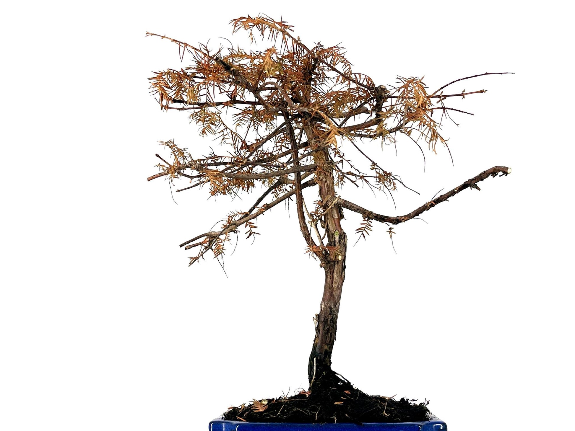 Bonsái Metasequoia 9 Años_2