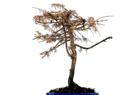 Bonsái Metasequoia 9 Años_2