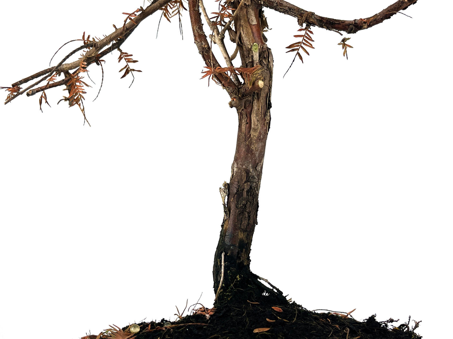 Bonsái Metasequoia 9 Años_3