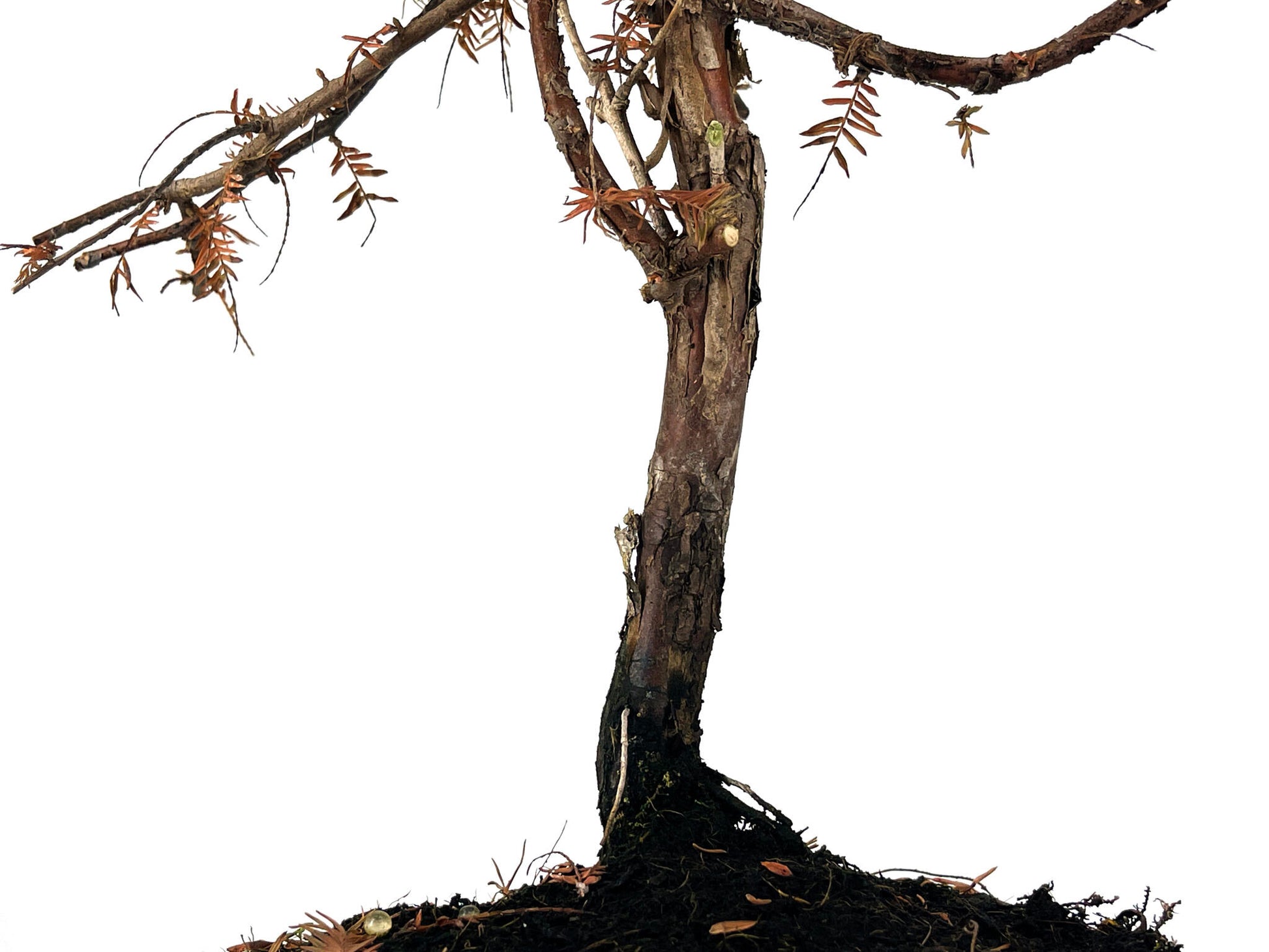 Bonsái Metasequoia 9 Años_3