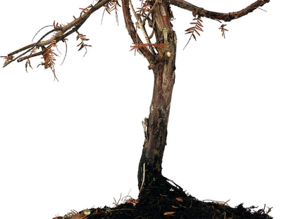 Bonsái Metasequoia 9 Años_3