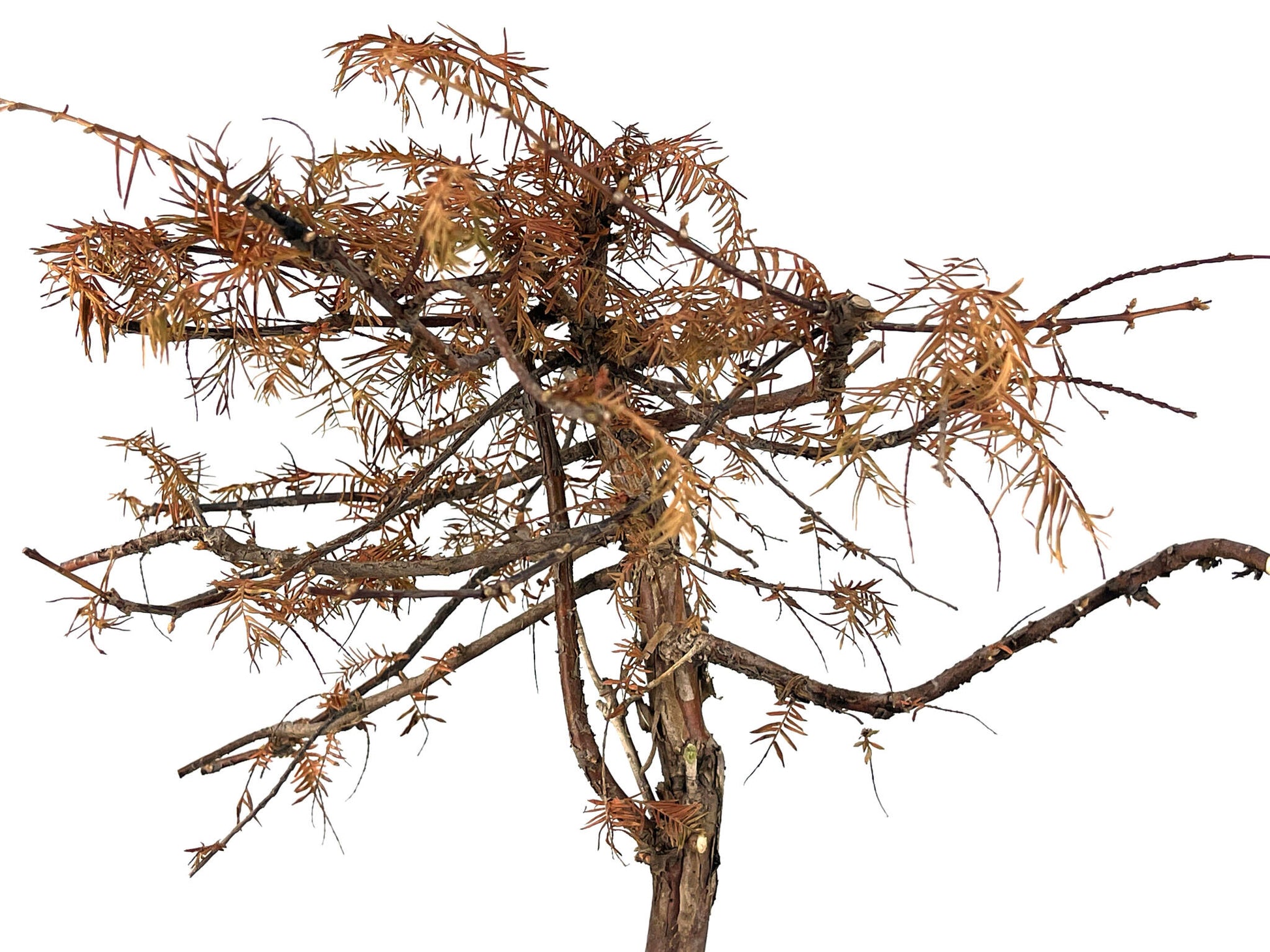 Bonsái Metasequoia 9 Años_4