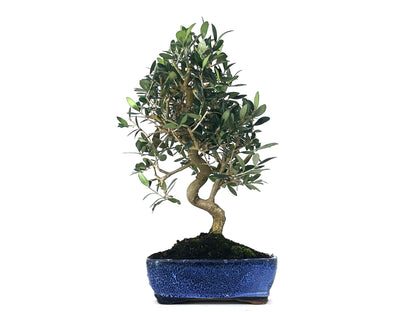 Bonsái Olea Europea – Olivo 10 Años_1