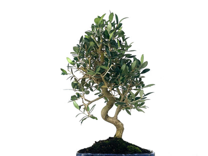 Bonsái Olea Europea – Olivo 10 Años_2