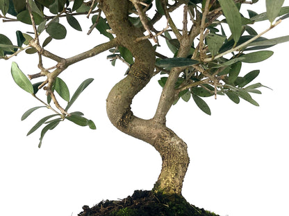 Bonsái Olea Europea – Olivo 10 Años_3