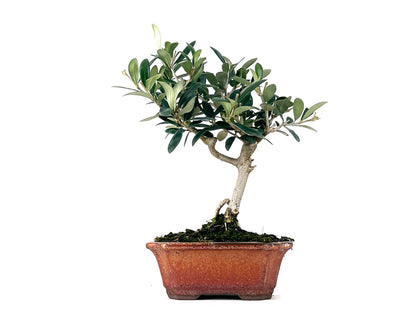Bonsái Olea Europea – Olivo 7 Años_1