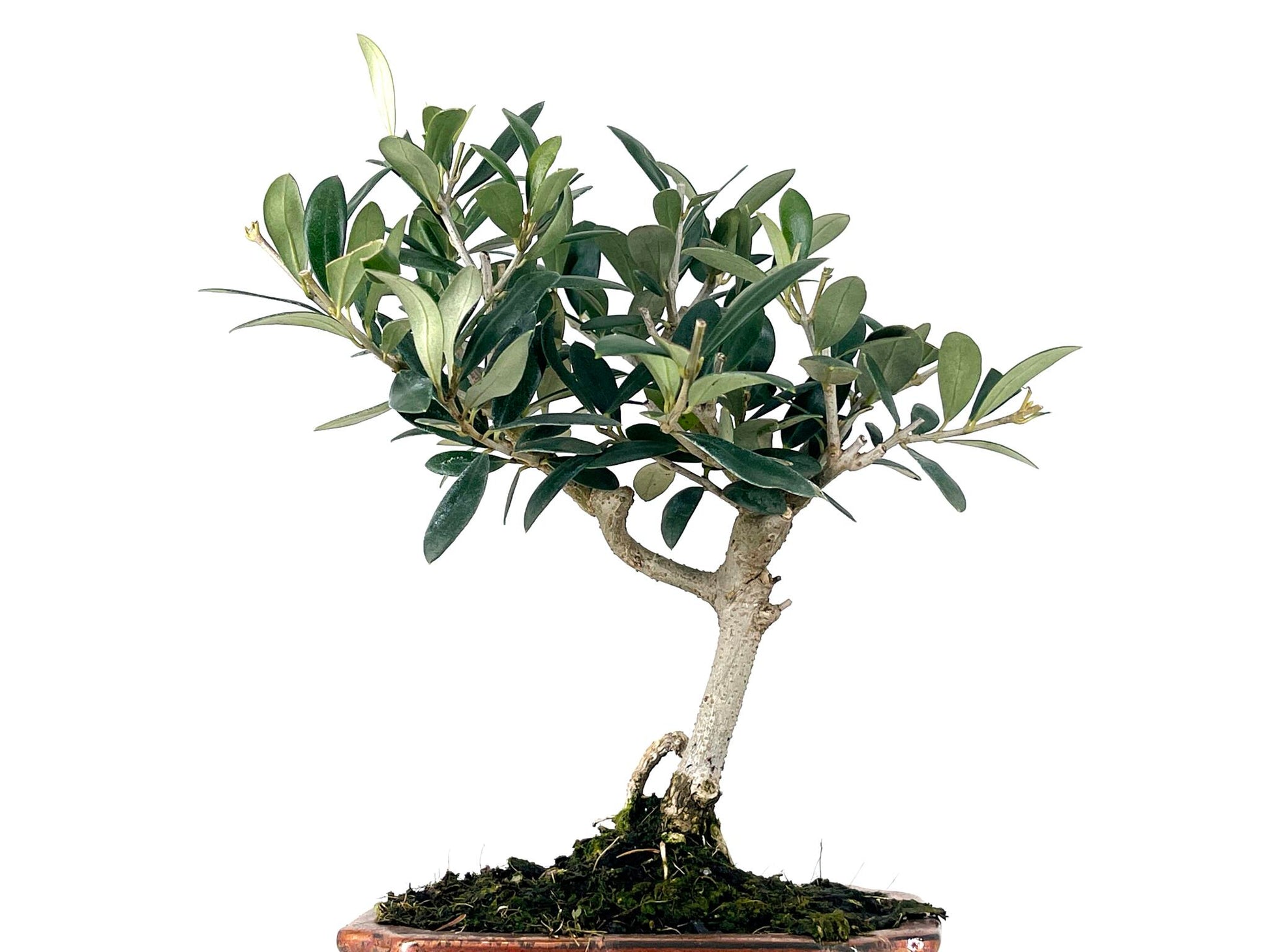Bonsái Olea Europea – Olivo 7 Años_2