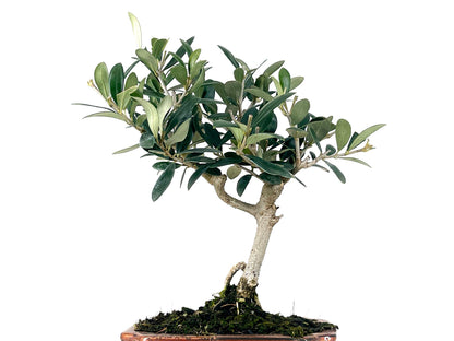 Bonsái Olea Europea – Olivo 7 Años_2
