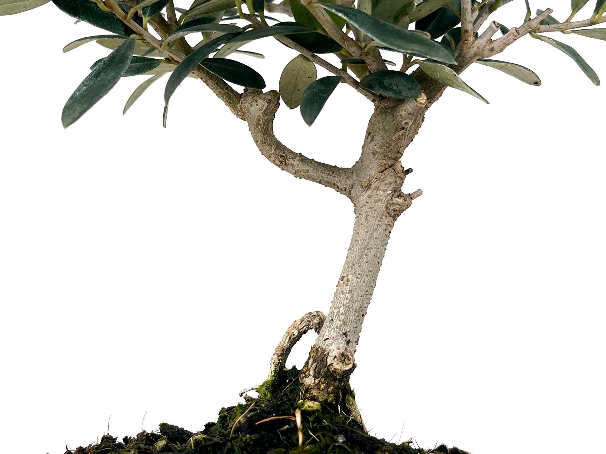 Bonsái Olea Europea – Olivo 7 Años_3