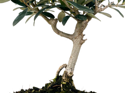 Bonsái Olea Europea – Olivo 7 Años_3