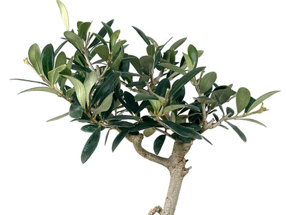 Bonsái Olea Europea – Olivo 7 Años_4