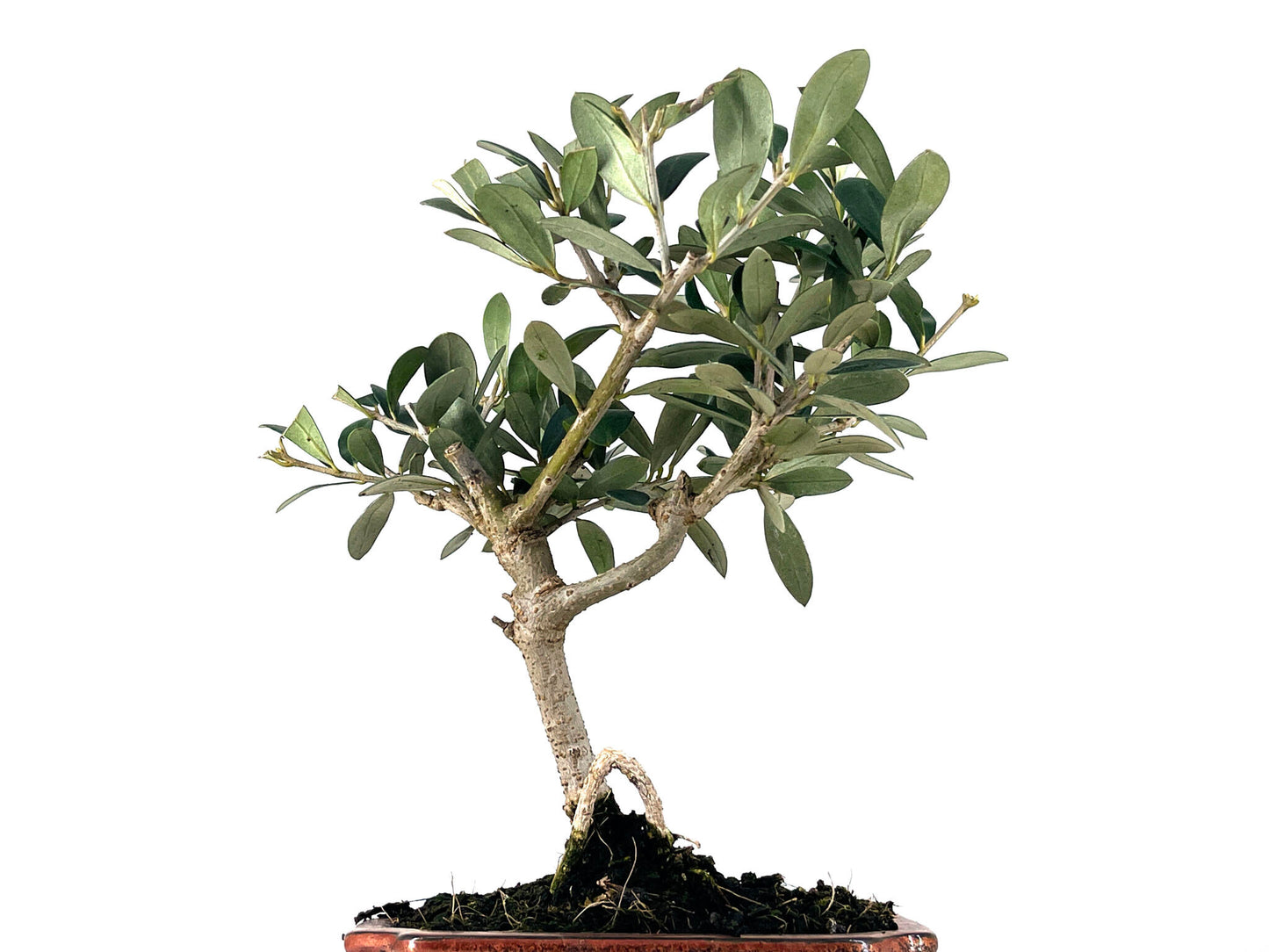 Bonsái Olea Europea – Olivo 7 Años_5