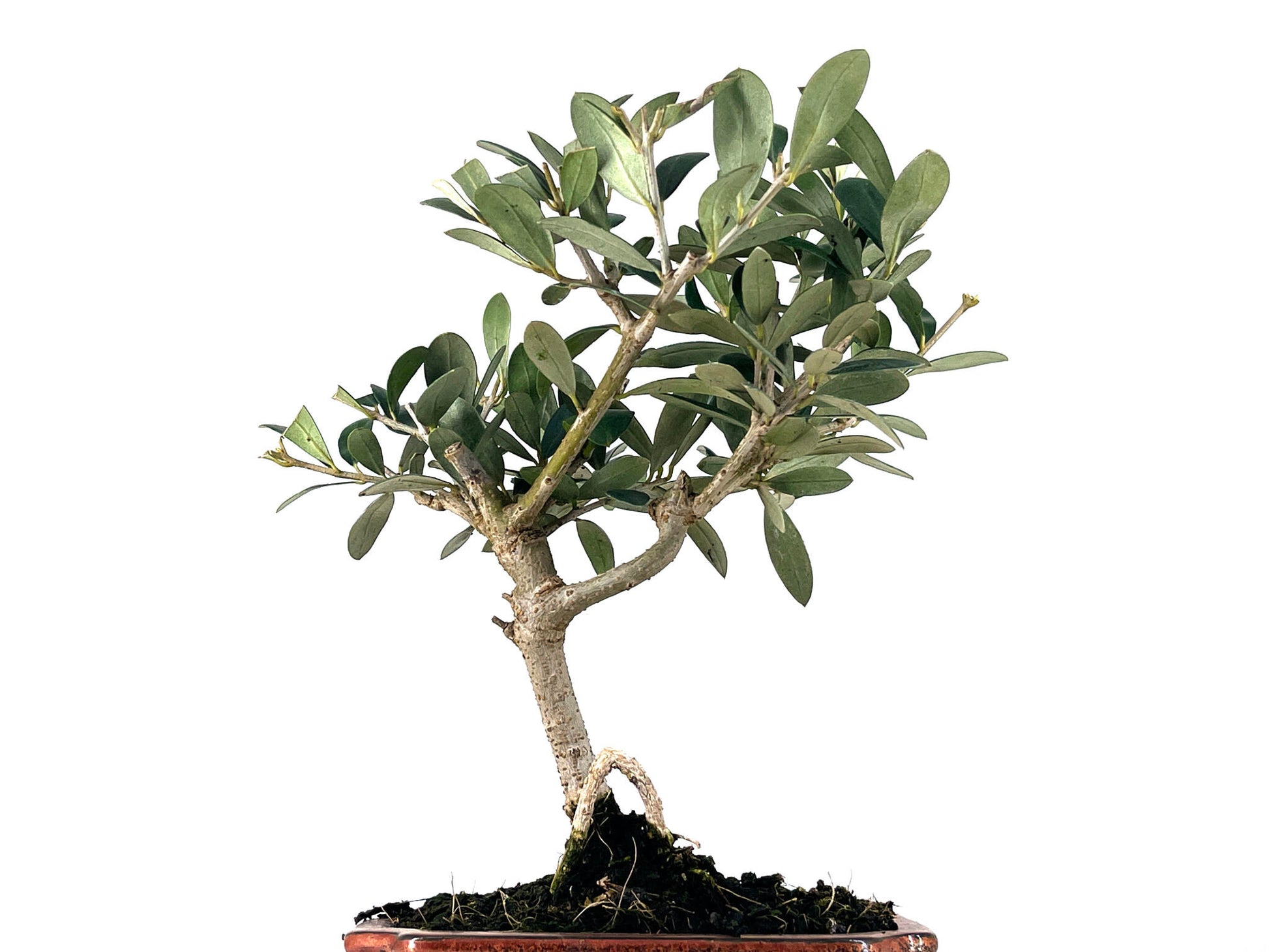 Bonsái Olea Europea – Olivo 7 Años_5