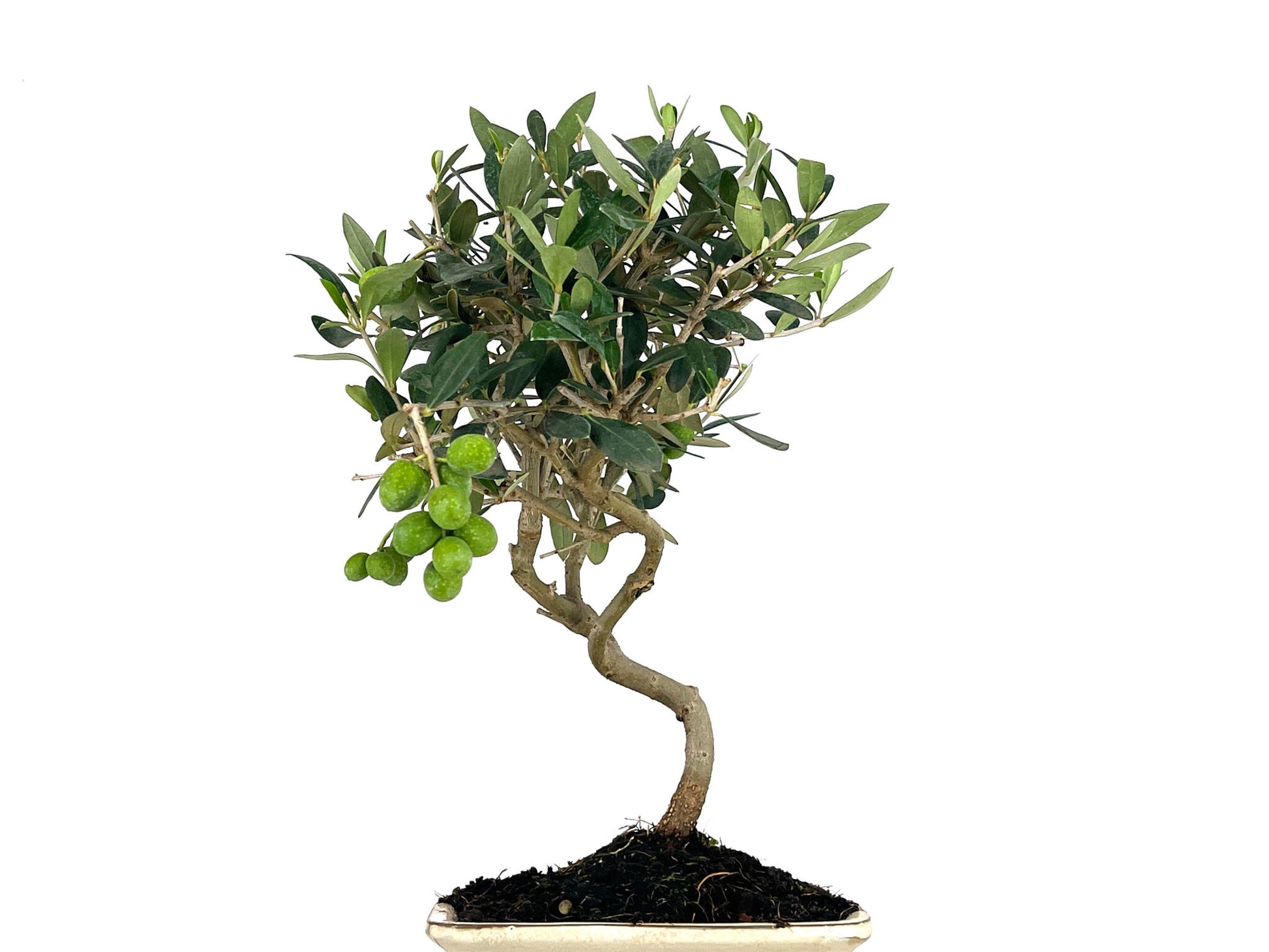 Bonsái Olea Europea – Olivo 8 Años_2