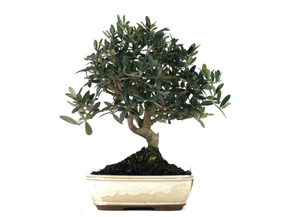 Bonsái Olea Europea – Olivo 9 Años_1