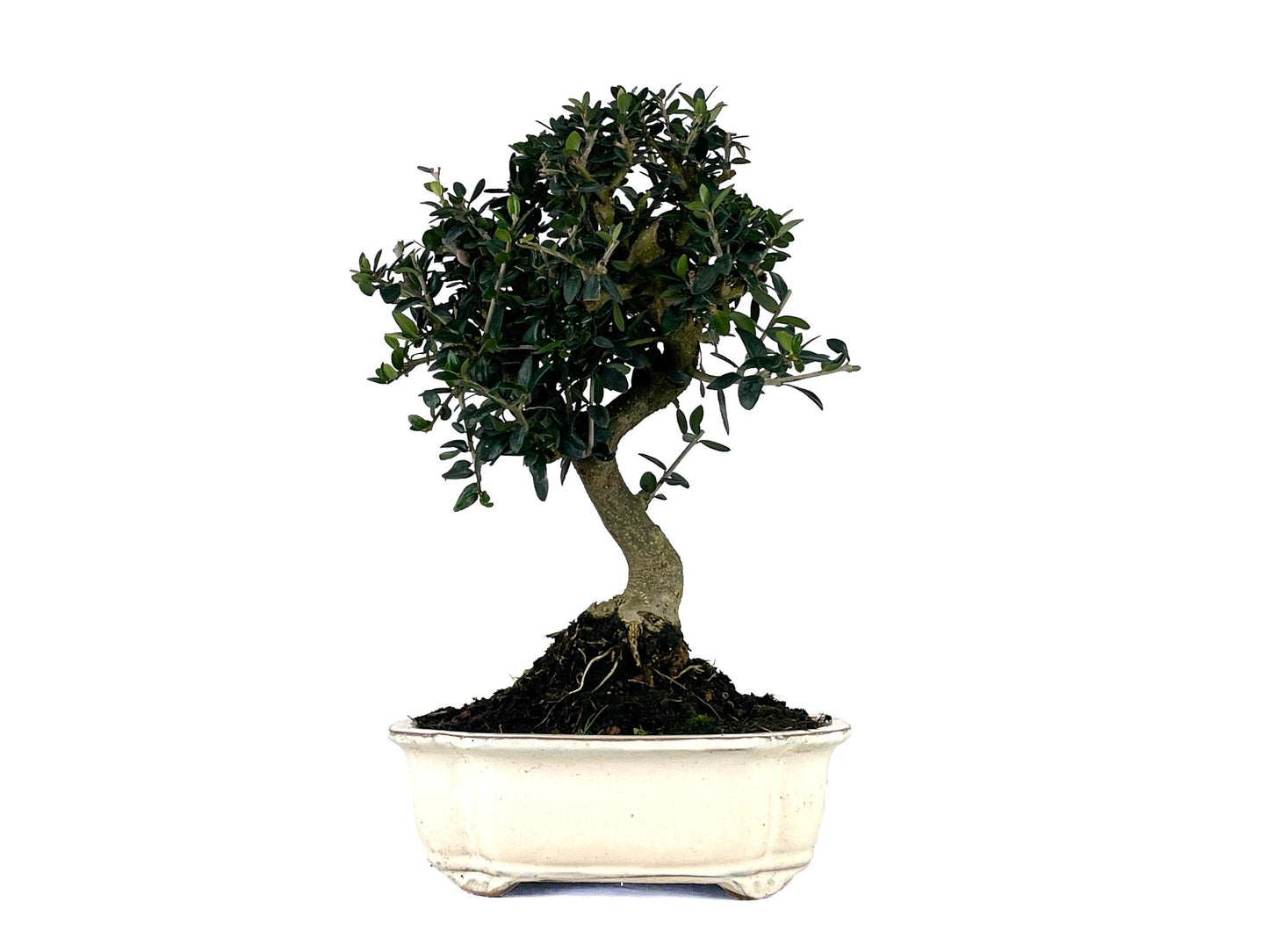 Bonsái Olea Europea Sylvestris – Acebuche 10 Años_1