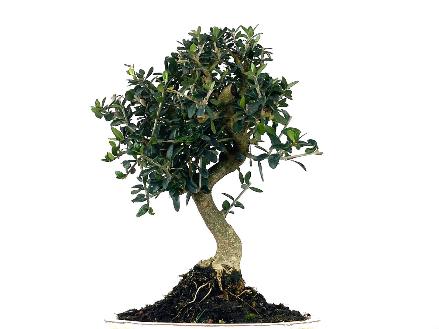 Bonsái Olea Europea Sylvestris – Acebuche 10 Años_2