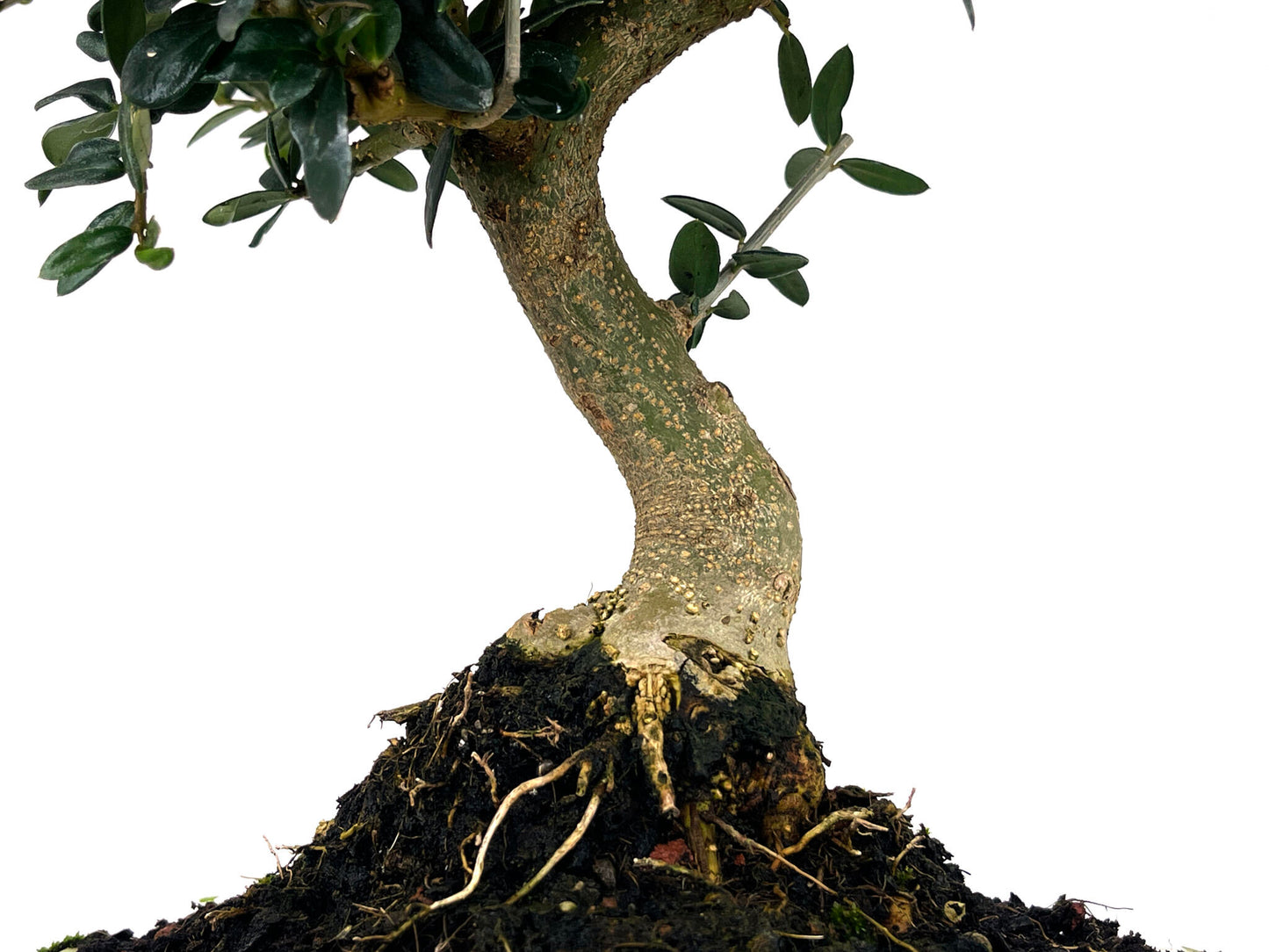 Bonsái Olea Europea Sylvestris – Acebuche 10 Años_3