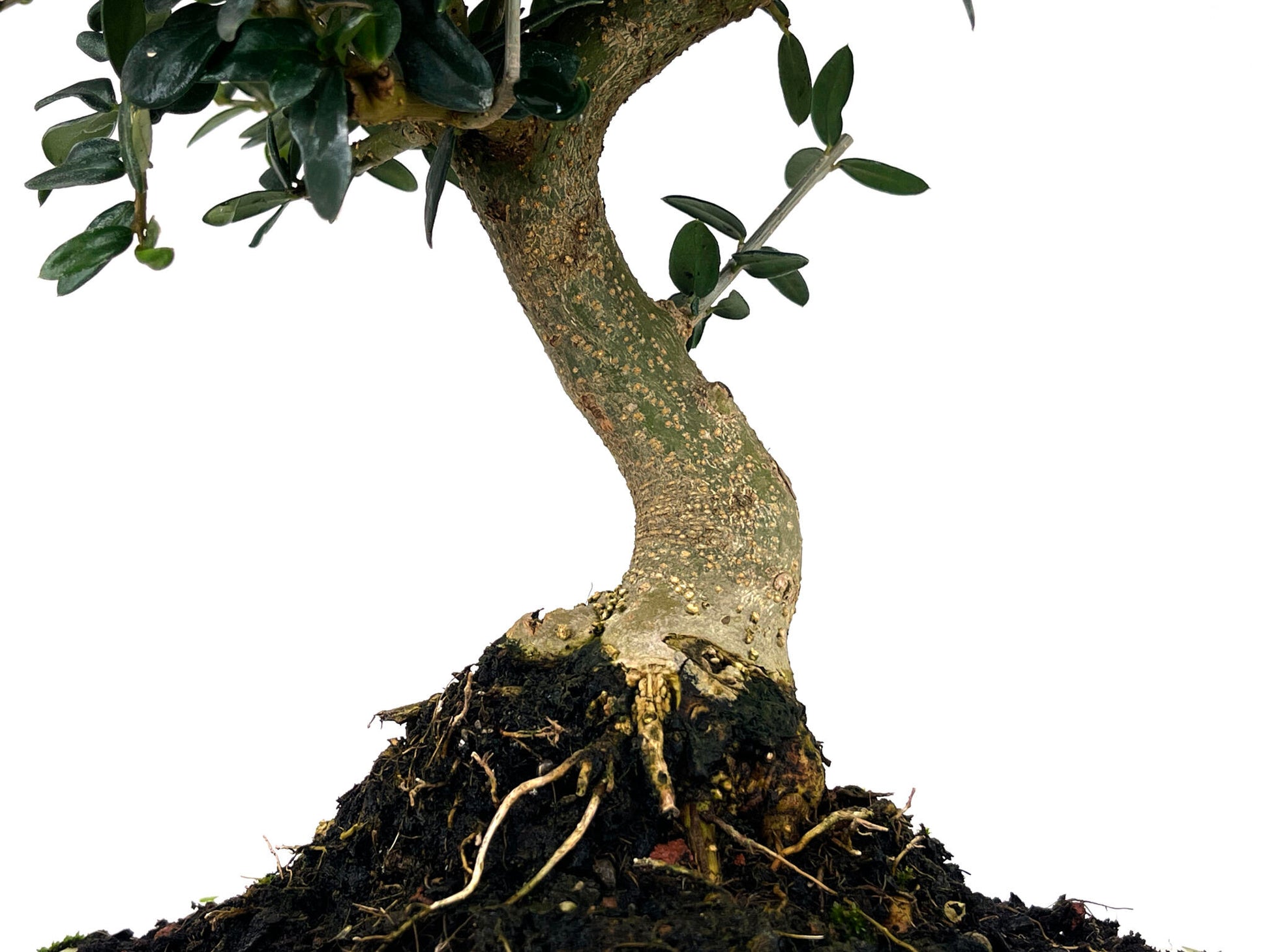 Bonsái Olea Europea Sylvestris – Acebuche 10 Años_3