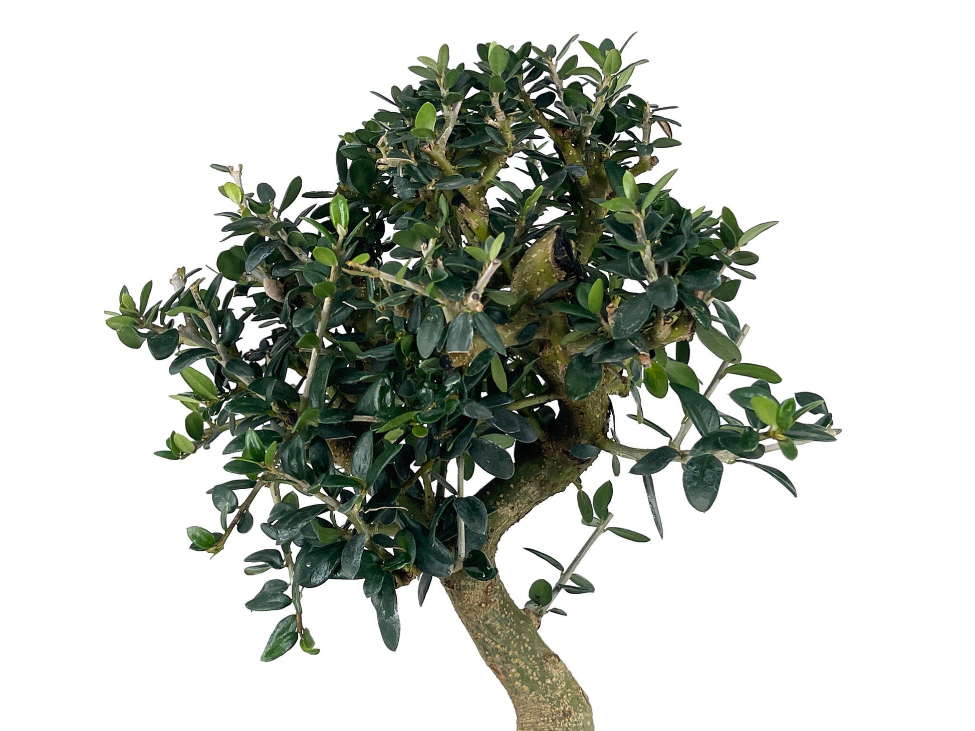 Bonsái Olea Europea Sylvestris – Acebuche 10 Años_4