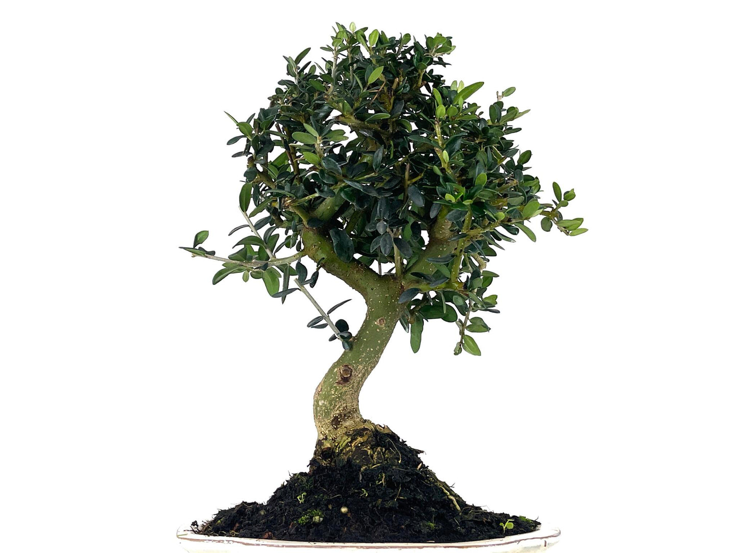 Bonsái Olea Europea Sylvestris – Acebuche 10 Años_5