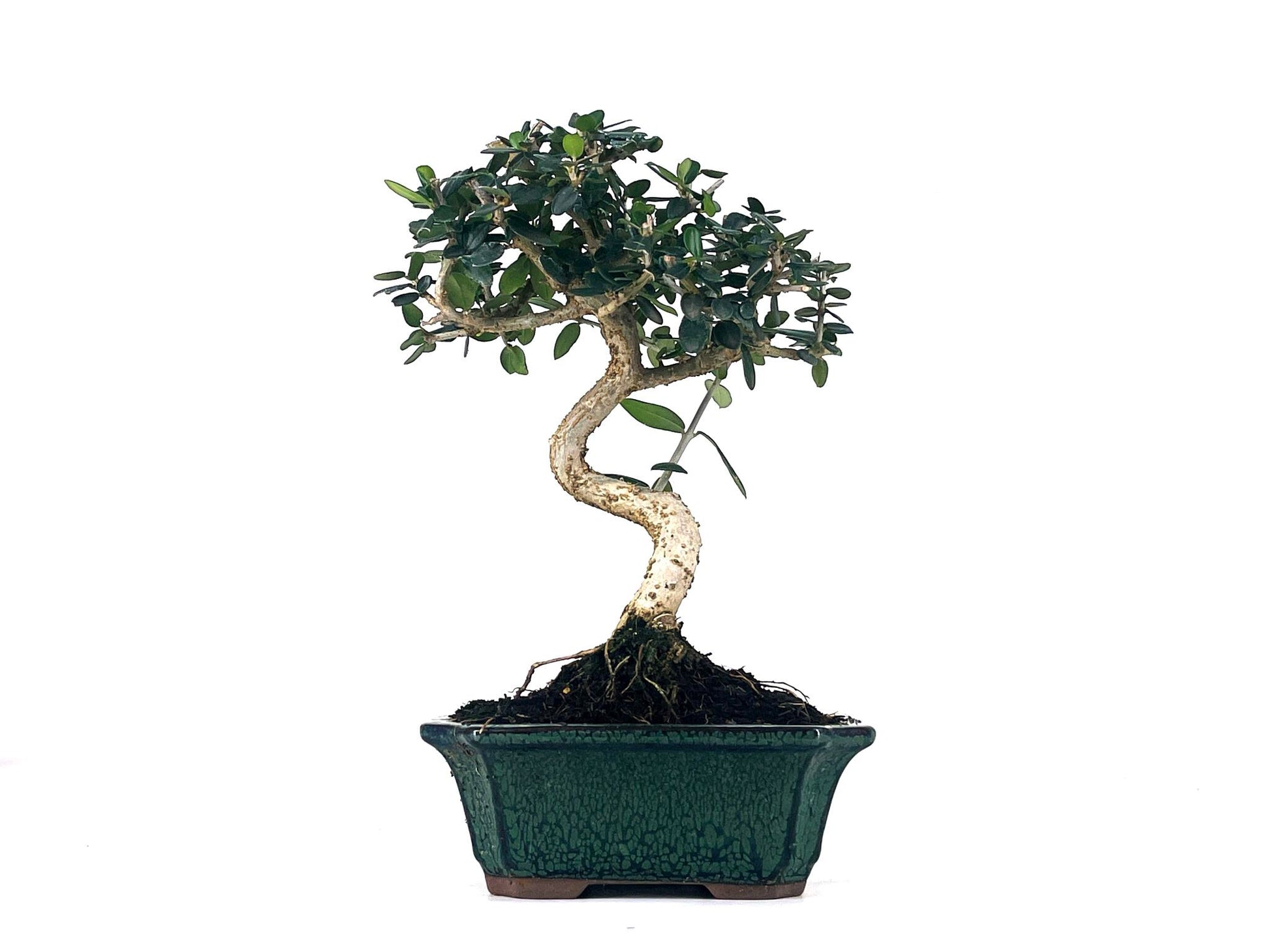 Bonsái Olea Europea Sylvestris – Acebuche 7 Años_1