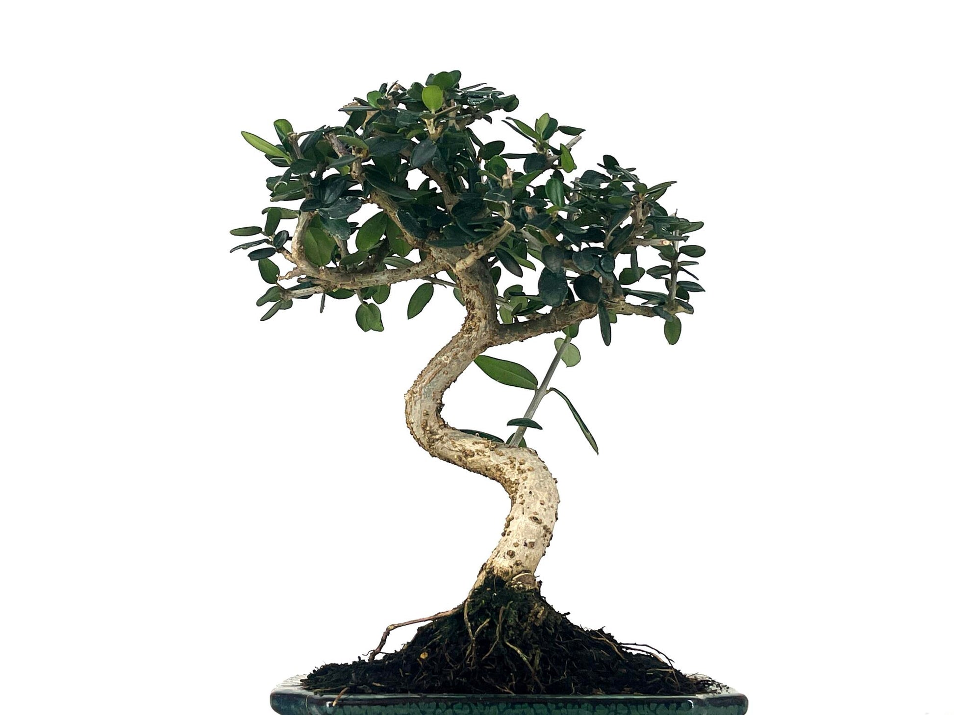 Bonsái Olea Europea Sylvestris – Acebuche 7 Años_2