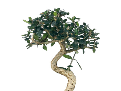 Bonsái Olea Europea Sylvestris – Acebuche 7 Años_4