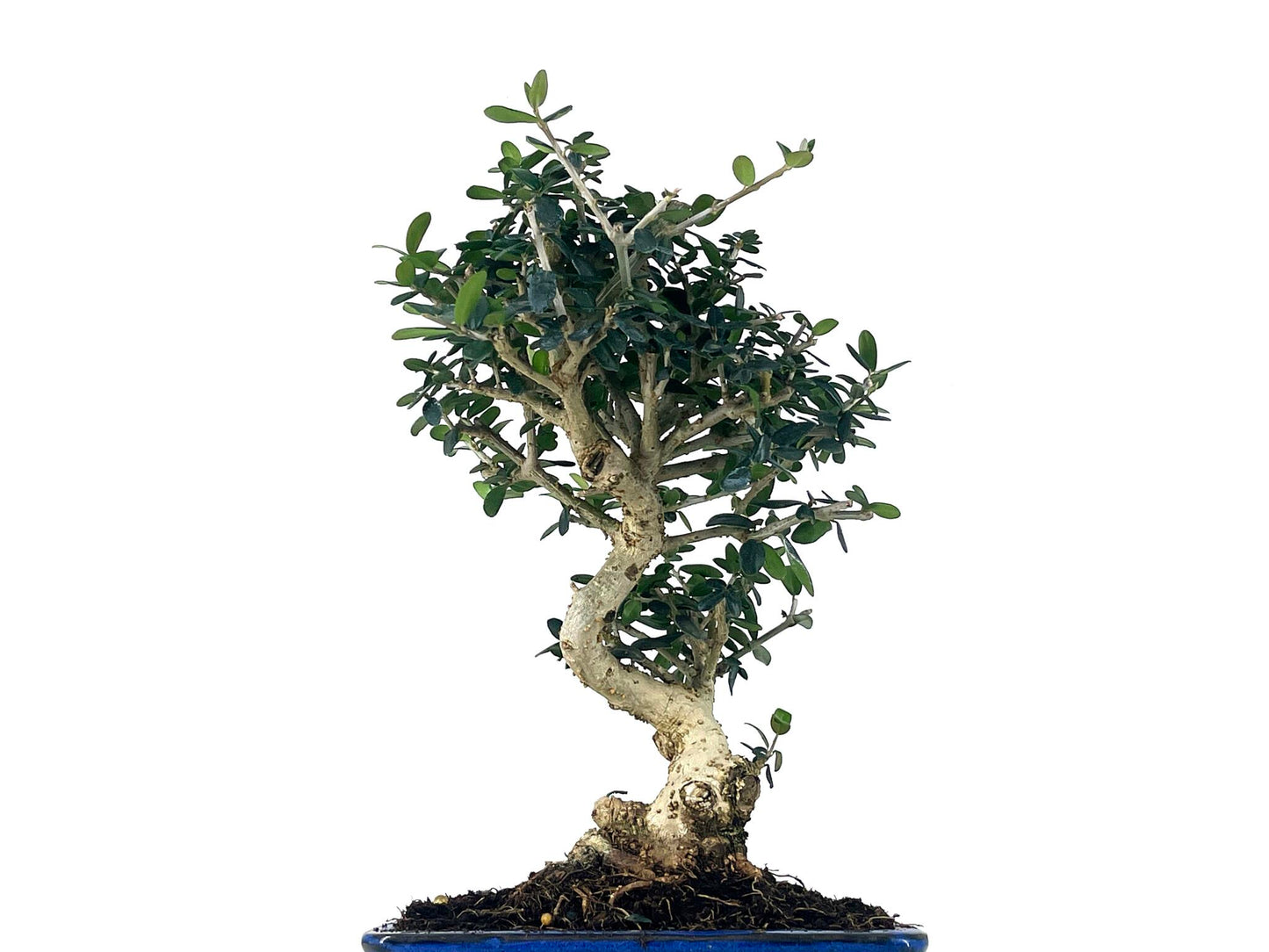 Bonsái Olea Europea Sylvestris – Acebuche 8 Años_2