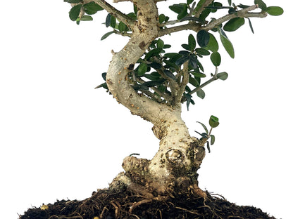 Bonsái Olea Europea Sylvestris – Acebuche 8 Años_3