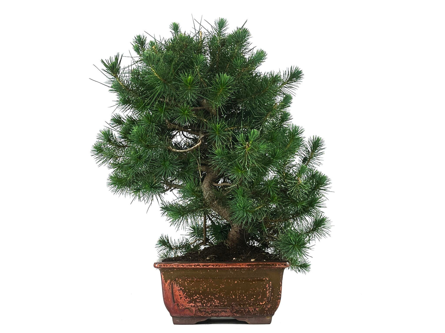 Bonsái Pinus Halepensis – Pino Carrasco 10 Años_1