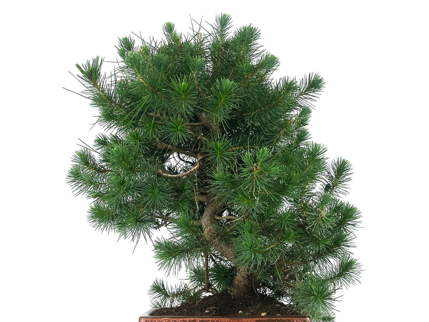 Bonsái Pinus Halepensis – Pino Carrasco 10 Años_2