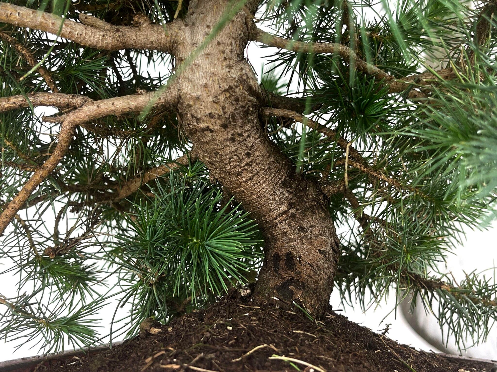Bonsái Pinus Halepensis – Pino Carrasco 10 Años_3