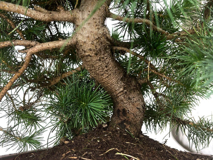Bonsái Pinus Halepensis – Pino Carrasco 10 Años_3