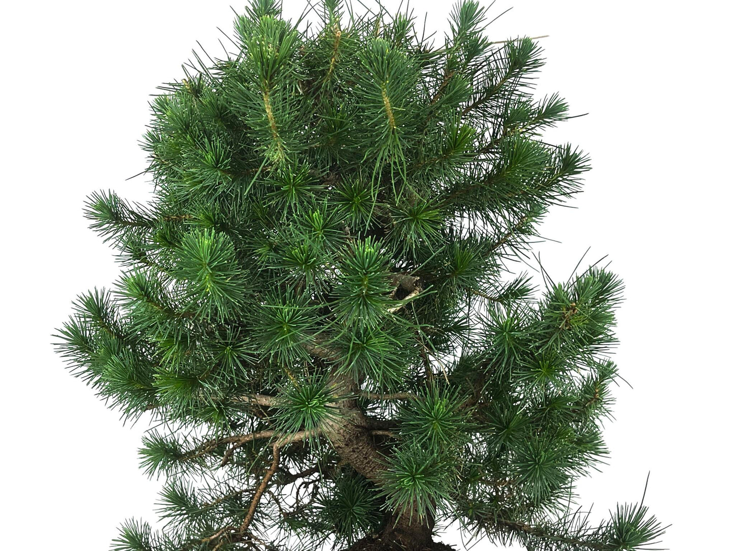 Bonsái Pinus Halepensis – Pino Carrasco 10 Años_4