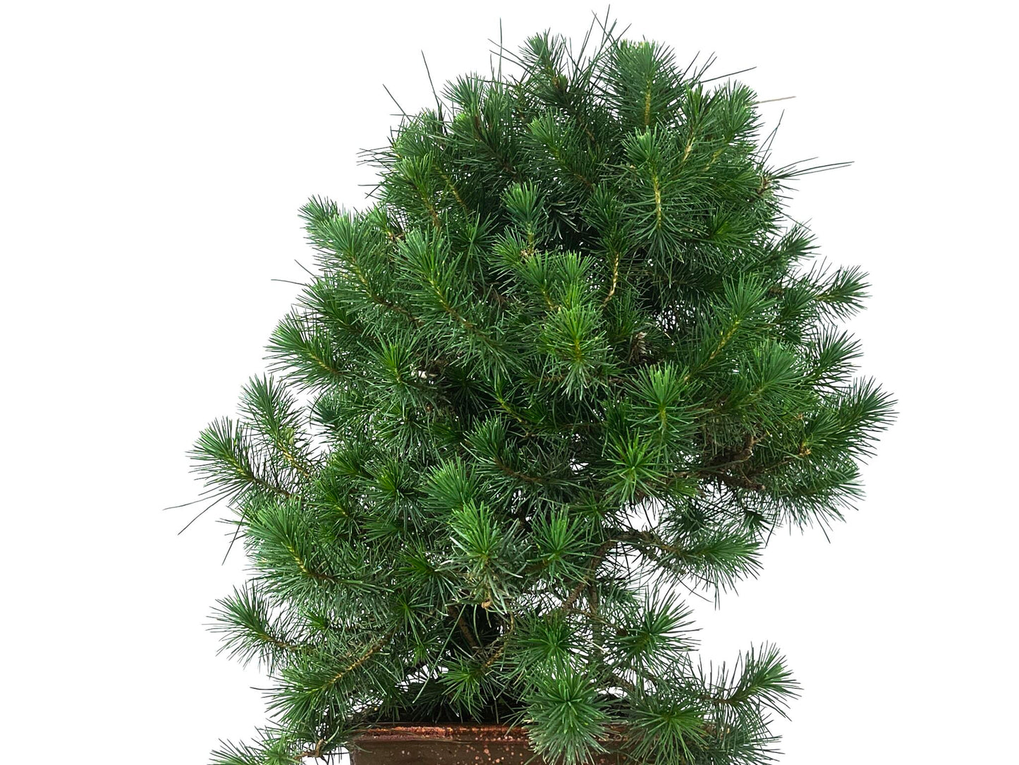 Bonsái Pinus Halepensis – Pino Carrasco 10 Años_5