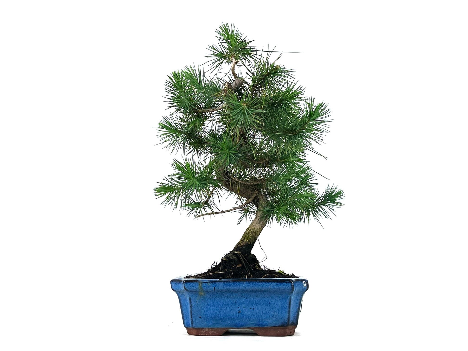 Bonsái Pinus Halepensis – Pino Carrasco 7 Años_1