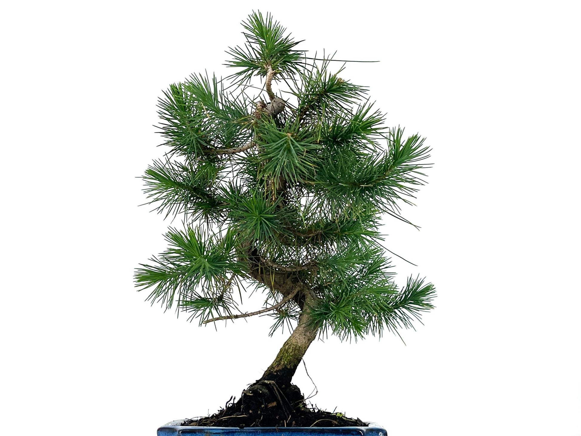 Bonsái Pinus Halepensis – Pino Carrasco 7 Años_2