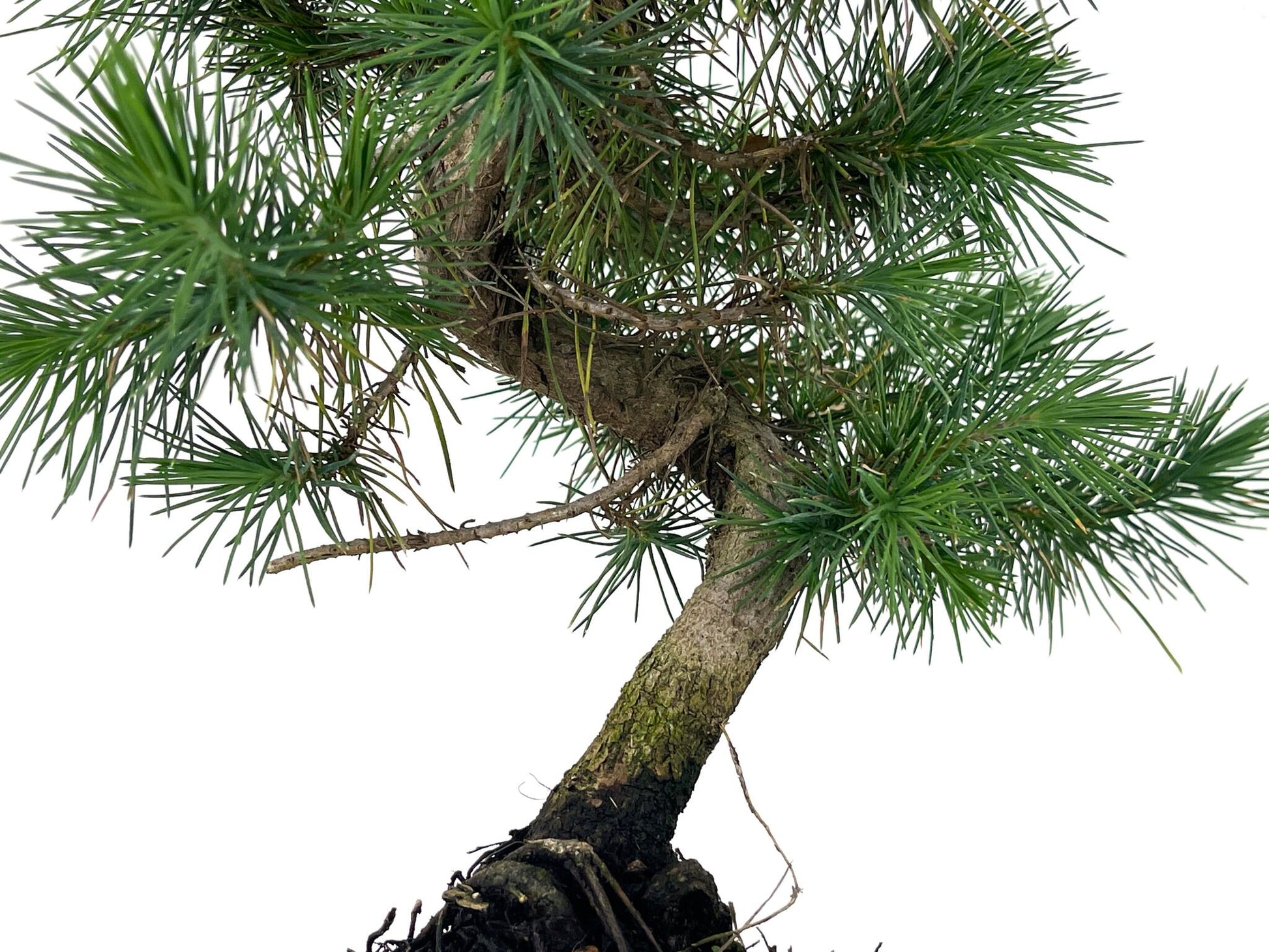 Bonsái Pinus Halepensis – Pino Carrasco 7 Años_3