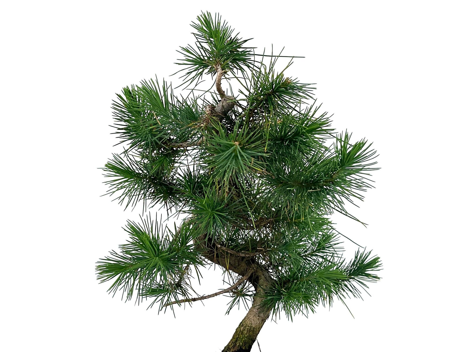 Bonsái Pinus Halepensis – Pino Carrasco 7 Años_4