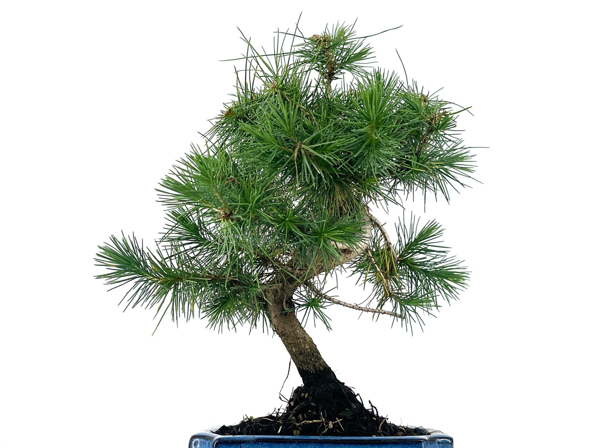 Bonsái Pinus Halepensis – Pino Carrasco 7 Años_5