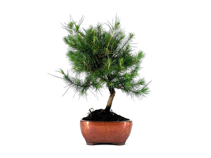 Bonsái Pinus Halepensis – Pino Carrasco 8 Años_1