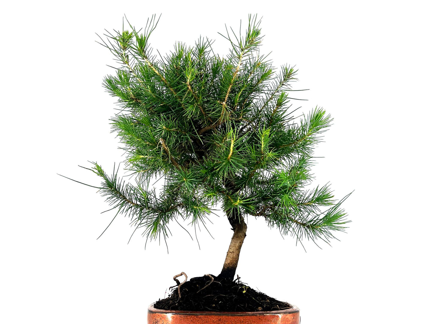 Bonsái Pinus Halepensis – Pino Carrasco 8 Años_2