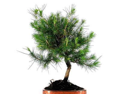 Bonsái Pinus Halepensis – Pino Carrasco 8 Años_2